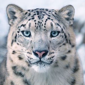 Meet your Posher, Kana